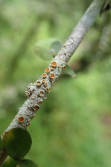 Brigantiaea chrysosticta