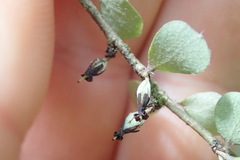 Pittosporum obcordatum