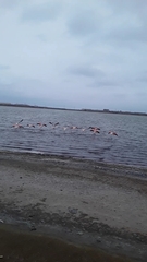 Phoenicopterus chilensis