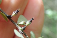 Pittosporum obcordatum