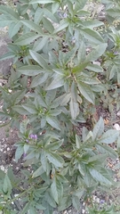Solanum radicans