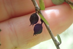 Pittosporum obcordatum