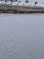 Phoenicopterus chilensis