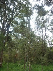 Pittosporum obcordatum