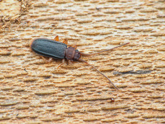 Uleiota dubia