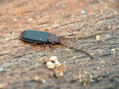 Uleiota dubia