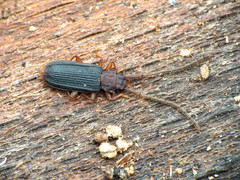 Uleiota dubia