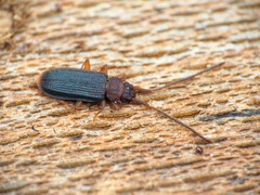 Uleiota dubia