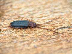 Uleiota dubia