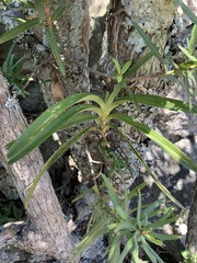 Tridactyle tricuspis