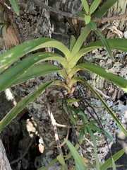 Tridactyle tricuspis