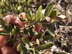 Quercus toumeyi