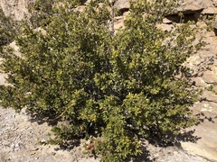Quercus toumeyi