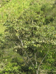 Nectandra lineata