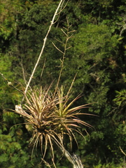 Tillandsia elongata