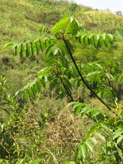 Toxicodendron striatum