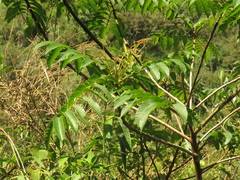 Toxicodendron striatum