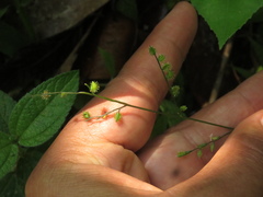 Pseudechinolaena polystachya