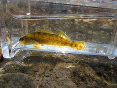 Etheostoma camurum