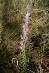 Liatris punctata mucronata
