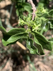 Vangueria macrocalyx