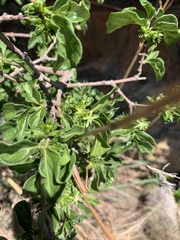 Vangueria macrocalyx