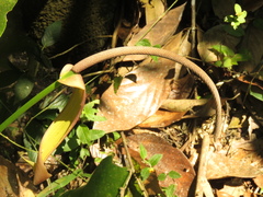 Anthurium caucavallense