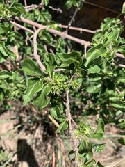 Vangueria macrocalyx