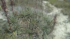 Puya aequatorialis