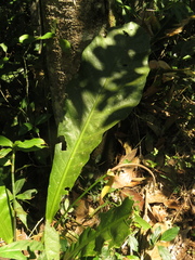 Anthurium caucavallense