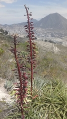 Puya aequatorialis
