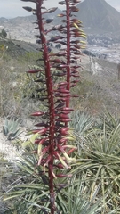Puya aequatorialis
