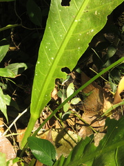 Anthurium caucavallense