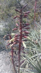 Puya aequatorialis