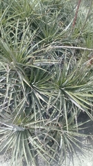 Puya aequatorialis