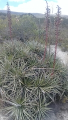 Puya aequatorialis