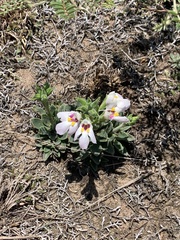 Craterostigma wilmsii