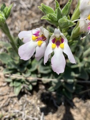 Craterostigma wilmsii