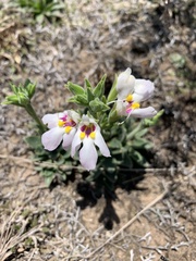 Craterostigma wilmsii