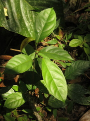 Lacistema aggregatum