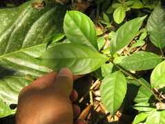 Lacistema aggregatum