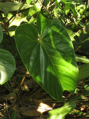 Anthurium buganum
