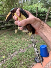 Pteroglossus inscriptus