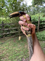 Pteroglossus inscriptus