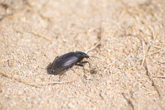 Calosoma vagans