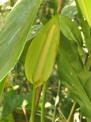 Anthurium buganum