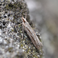 Eudonia venosa