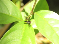 Ocyptamus dimidiatus