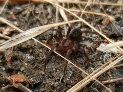 Anachemmis