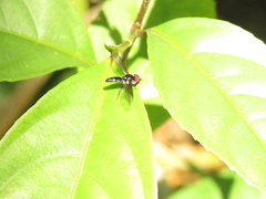 Ocyptamus dimidiatus